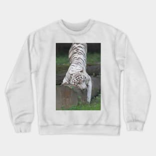 White Bengal Tiger Marking Territory Crewneck Sweatshirt